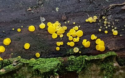 Bisporella citrina