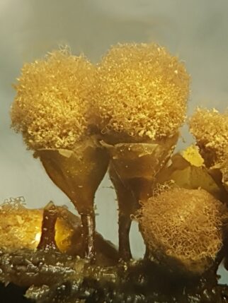 Hemitrichia calyculata