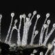 Pilobolus by Mal Greaves Pilobolus by Mal Greaves