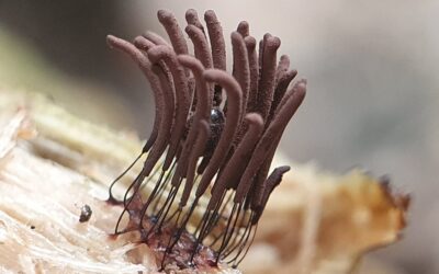 Stemonitis