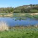 Rodley Nature Reserve Grassland