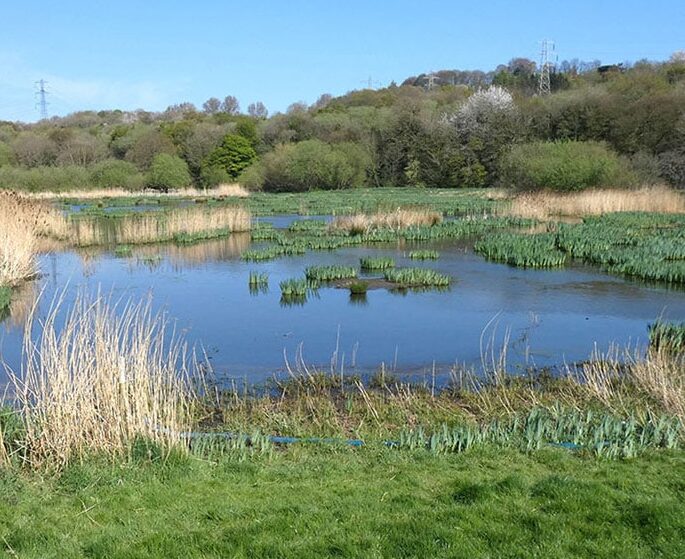 Rodley Nature Reserve Grassland