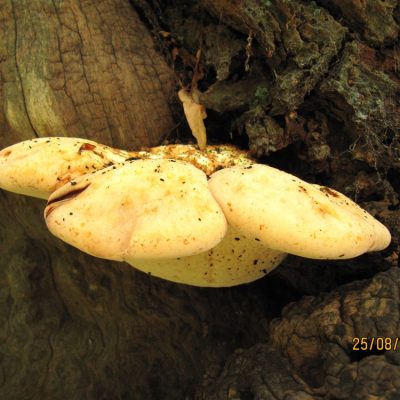 Buglossoporus quercinus the Oak Polypore only growing on Oak trees over 300 years old