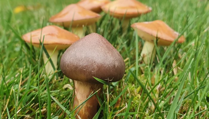Chroogomphus rutilus (Copper Spike) with Suillus granulatus (Weeping Bolete)
