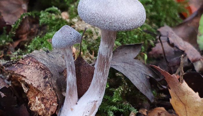 Cortinarius hemitrichus (Frosty Webcap)