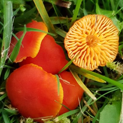 Hygrocybe coccinea – Scarlet Waxcap