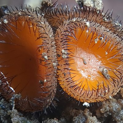 Scutellinia species (Eyelash Fungus)