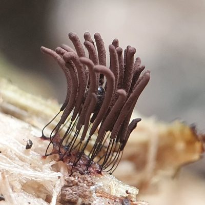 Stemonitis