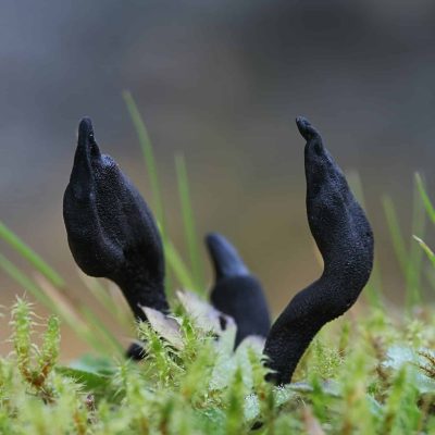The Mid Yorkshire Fungus Group